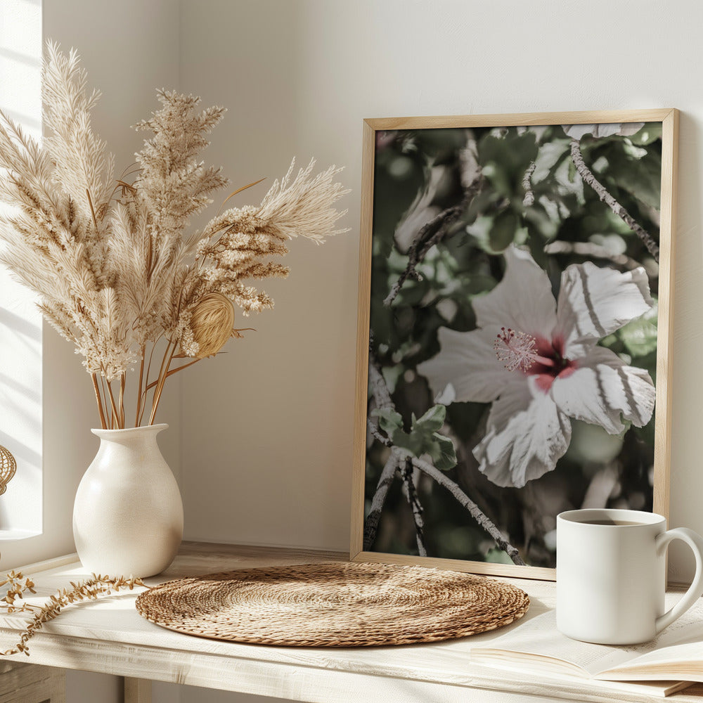 Pale Pink Hibiscus Poster