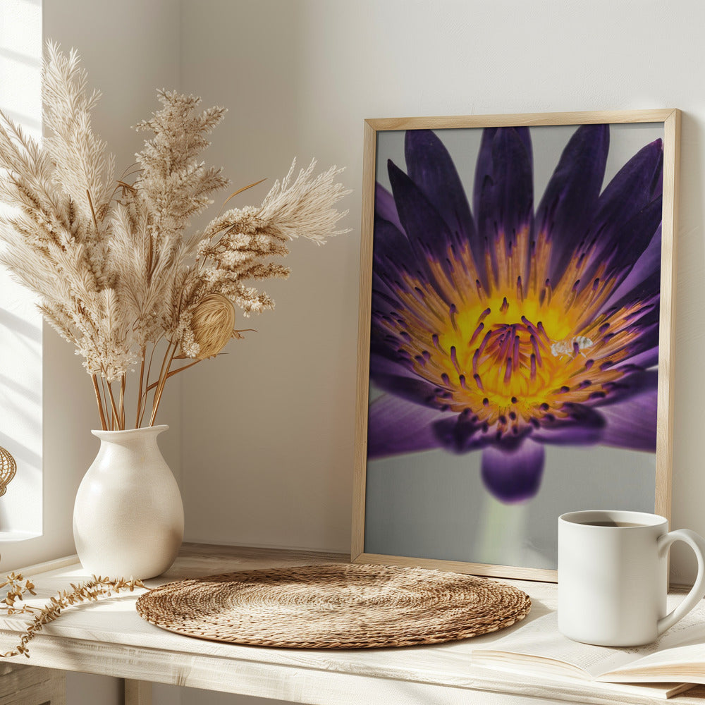 Water Lilly Poster