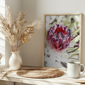 Wild Protea Poster