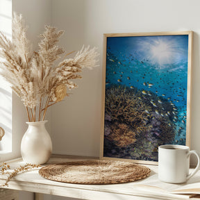 The damselfish against the light Poster