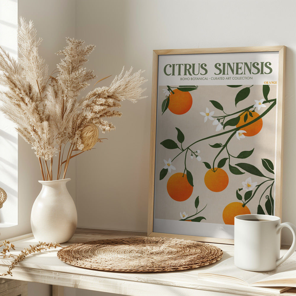 Citrus Sinensis - Orange Poster