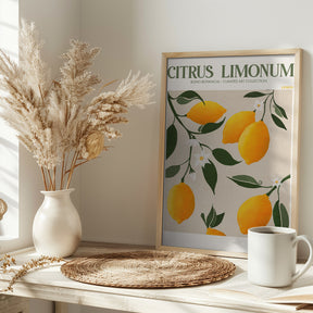 Citrus Limonum - Lemon Poster