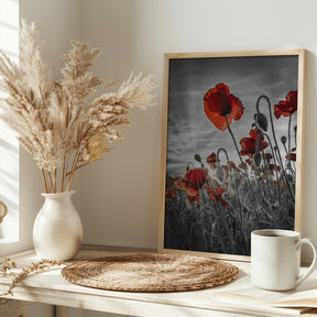 Fascinating poppies | colorkey Poster