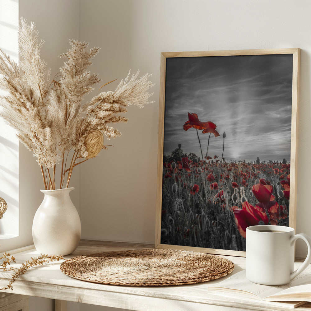 Poppies in sunset | colorkey Poster