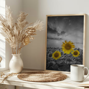 Yellow pop sunflowers Poster