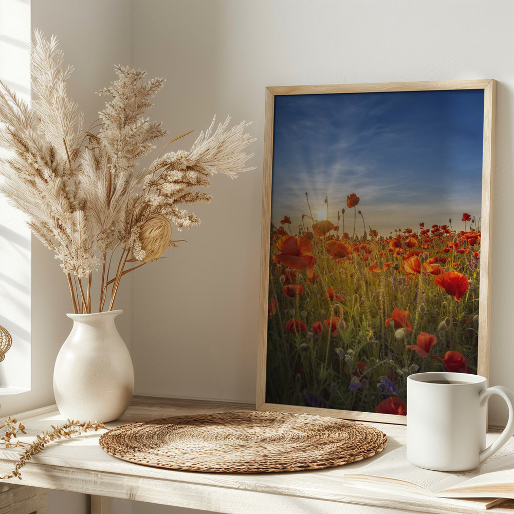 Gorgeous sunset in a poppy field Poster