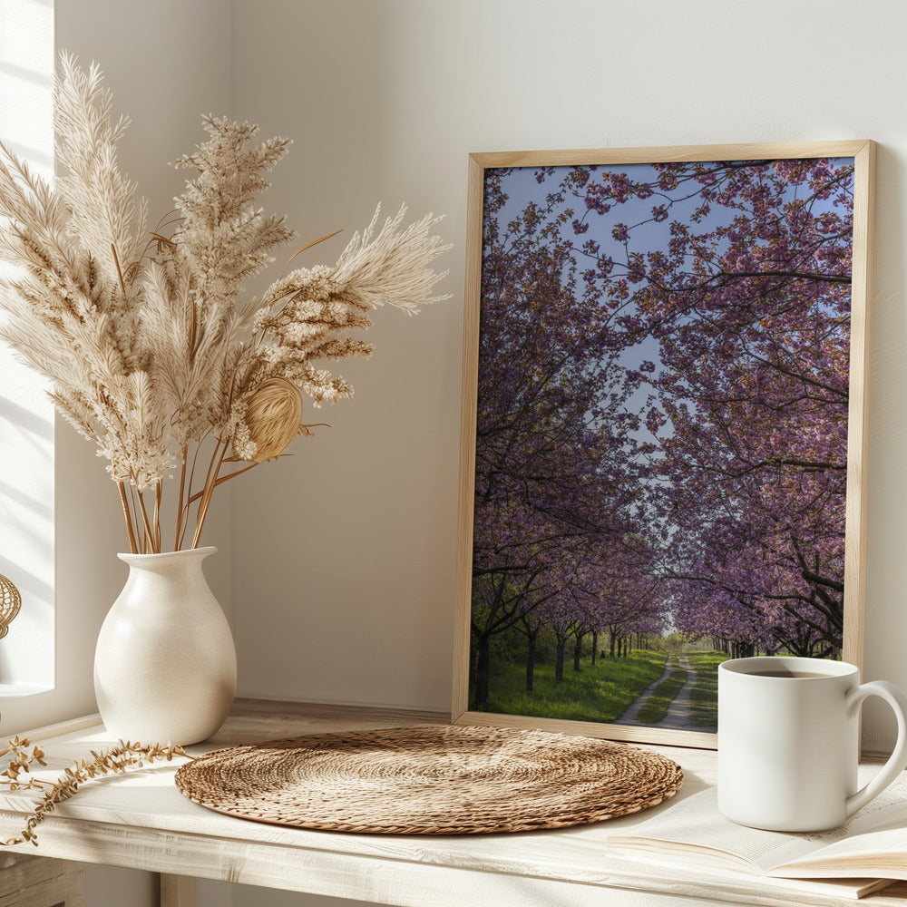 Idyllic cherry blossom trail Poster