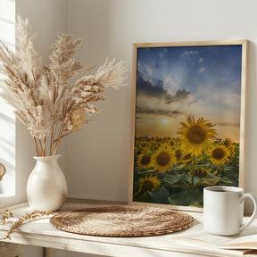 Sunset with beautiful sunflowers Poster