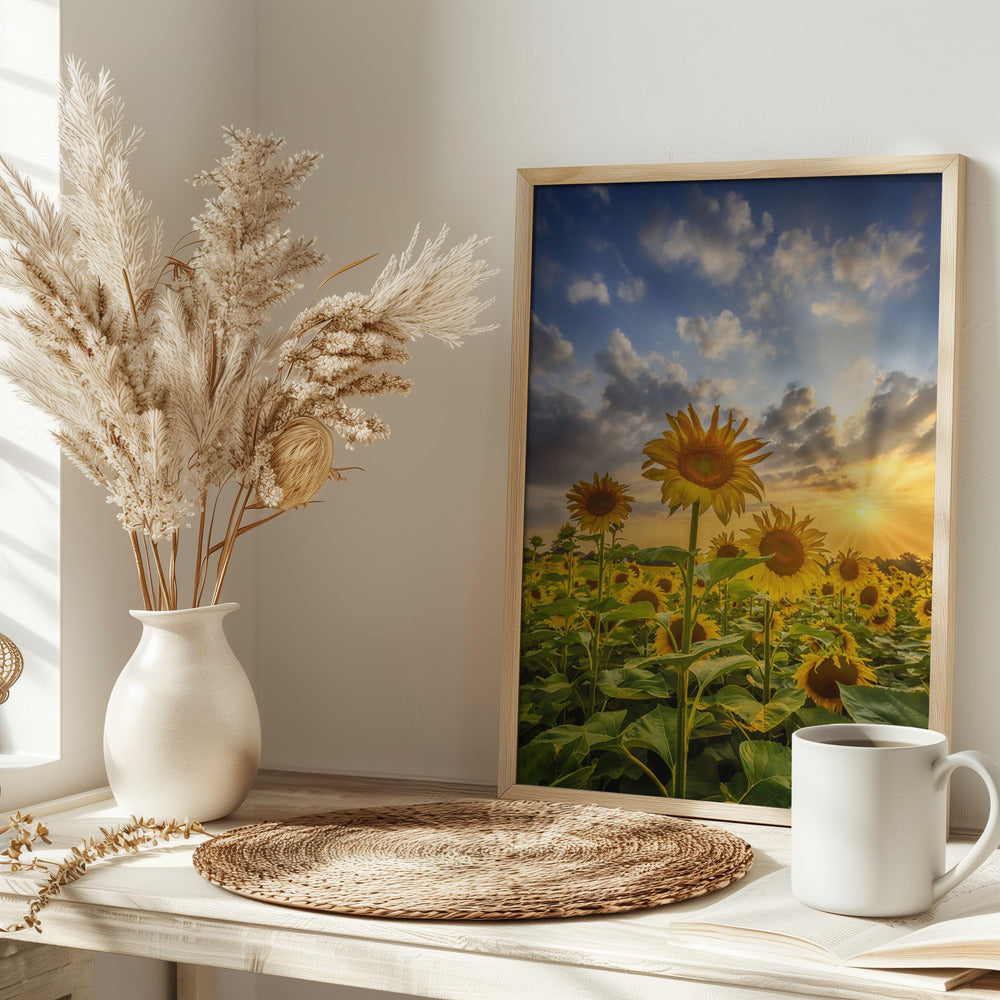 Sunflower field at sunset Poster