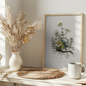 Chamomile (anthemis Nobilis) Medical Botany Poster