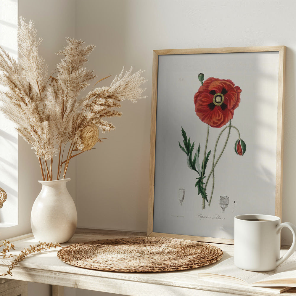 Common Poppy (papaver Rhoeas) Medical Botany Poster