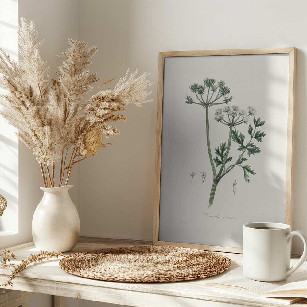 Water Dropwort (onanthe Grocata) Medical Botany Poster