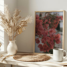 Pink Bougainvilleas Poster