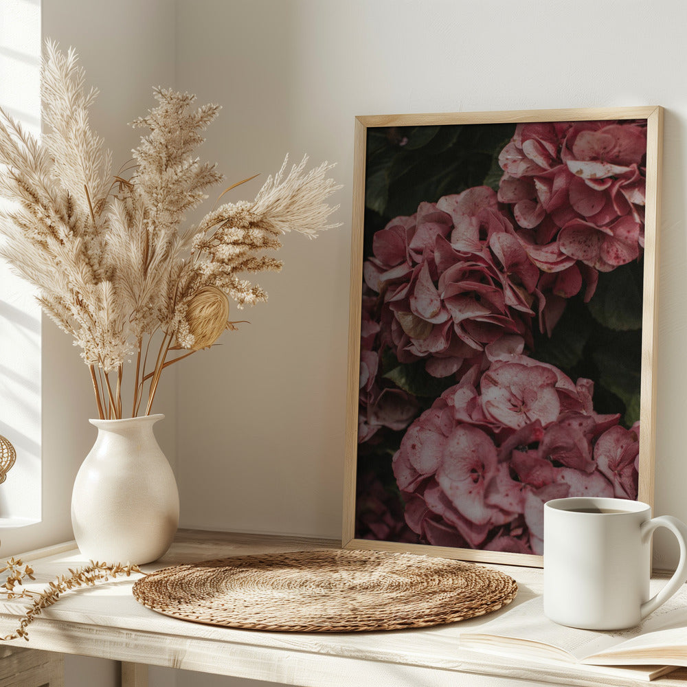 Old Pink Hydrangeas Poster