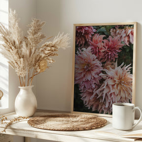 Pink Dhalias Poster