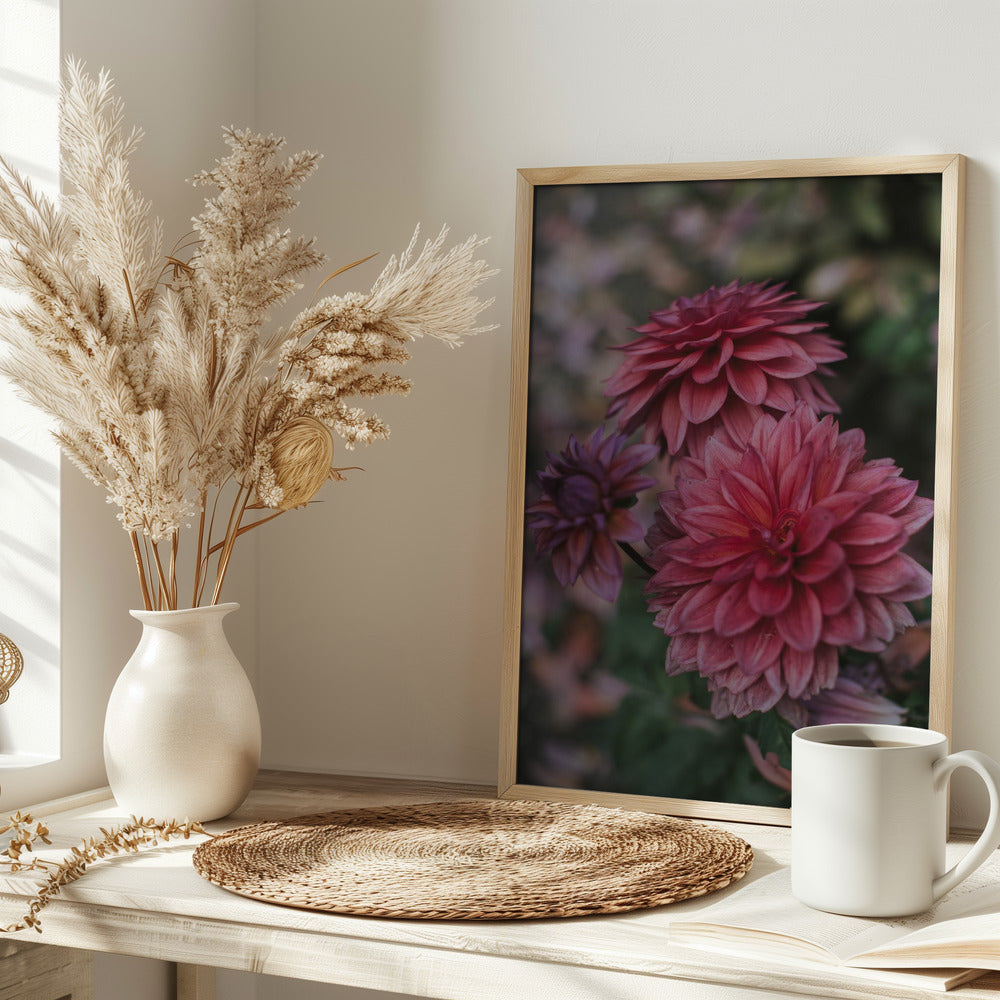 Dark Pink Dhalias Poster