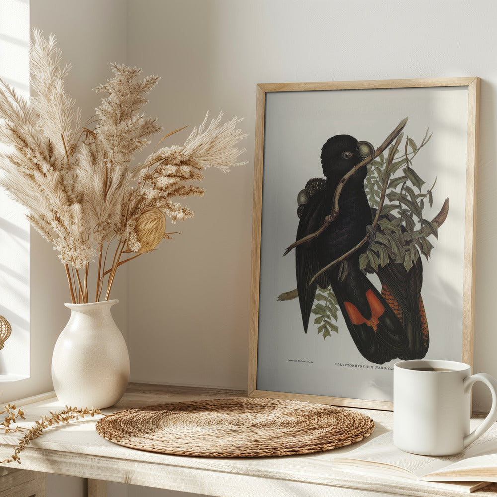 Western Black Cockatoo Poster