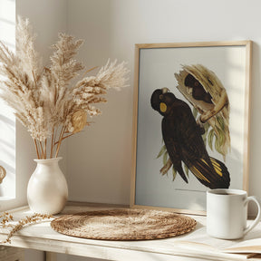 Yellow Eared Black Cockatoo Poster