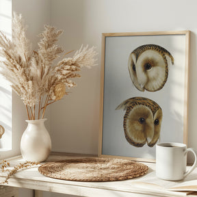 Masked Barn Owl Poster