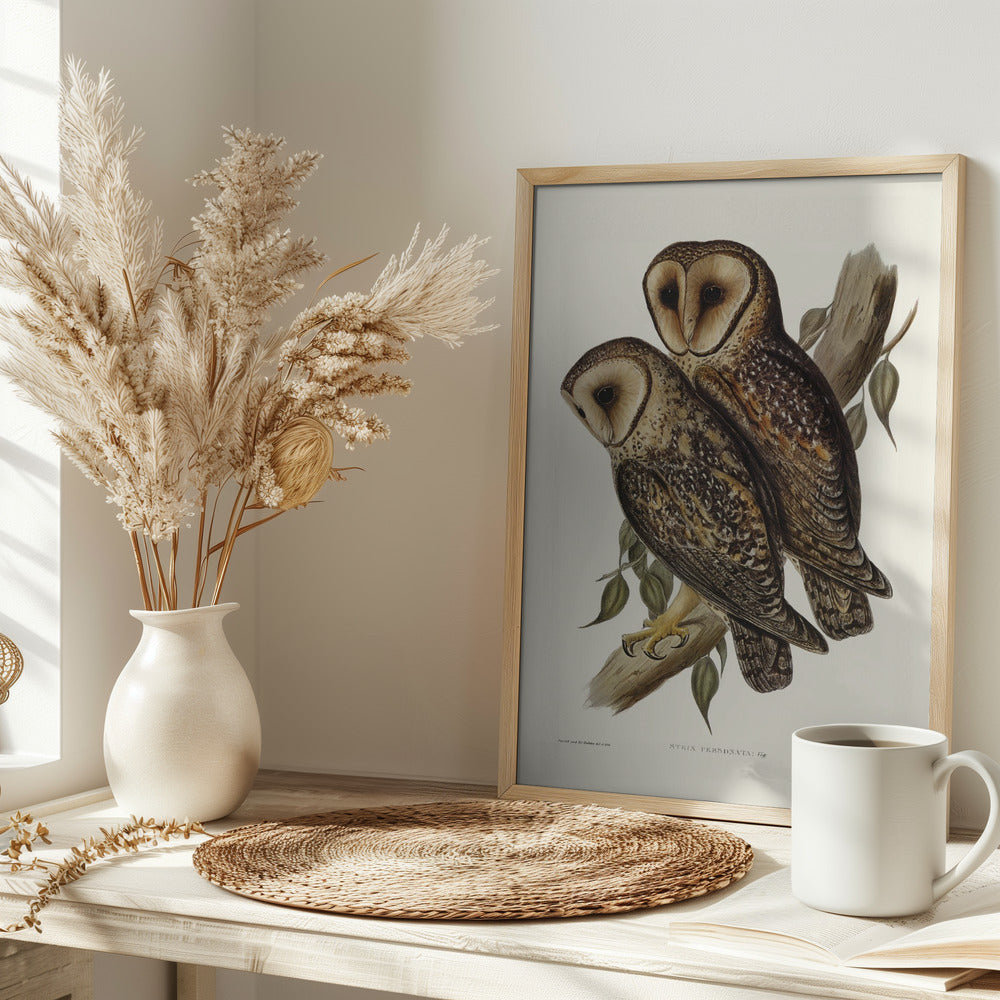 Masked Barn Owl Poster