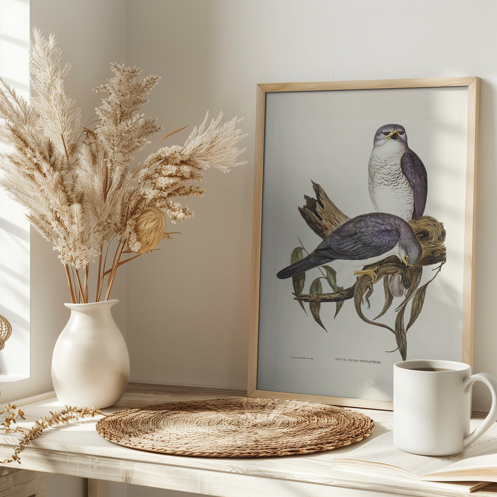 New Holland Goshawk Poster