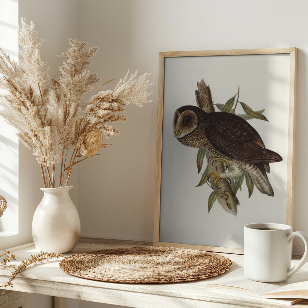 Sooty Owl Poster