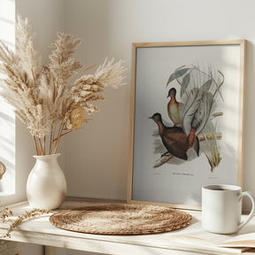 Albert Lyre Bird Poster