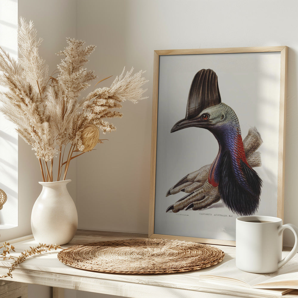 Australian Cassowary Poster