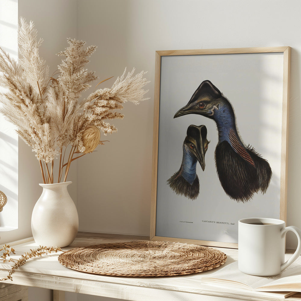 Bennett&#039;s Cassowary Blue Poster