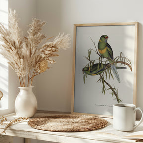 Black Tailed Parakeet Poster