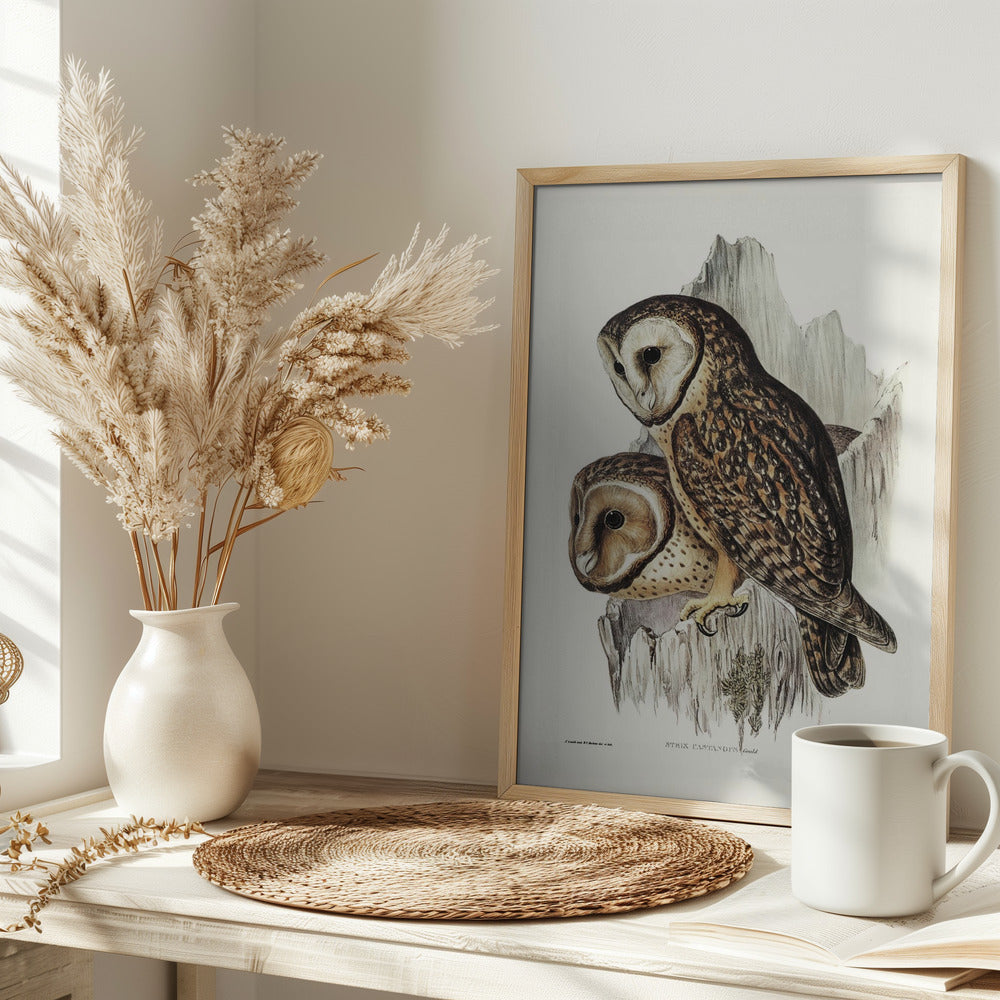 Chestnut Faced Owl Poster