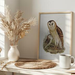 Grass Owl Poster