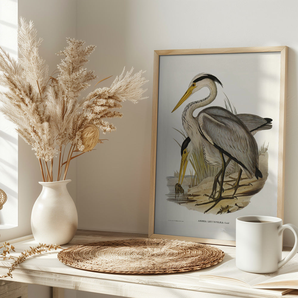 Great Grey Heron Poster