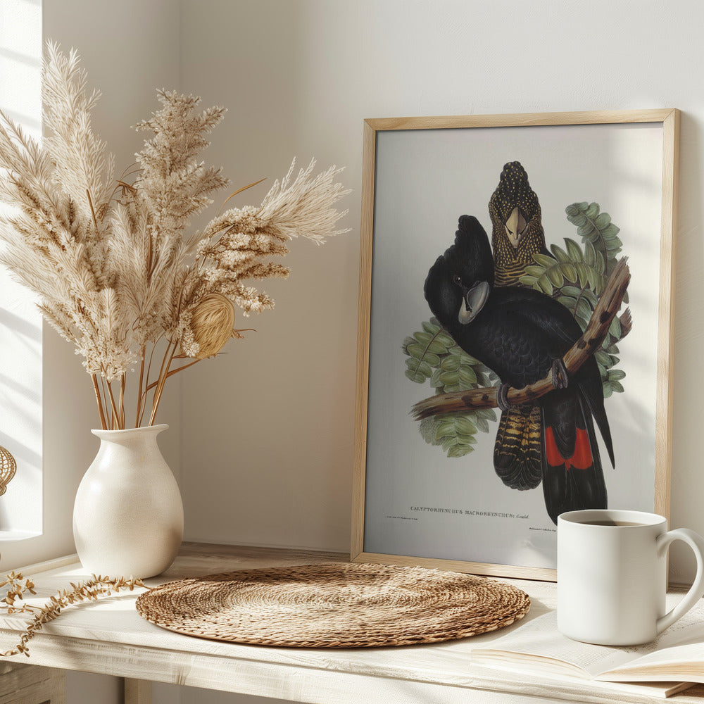 Great Billed Black Cockatoo Poster