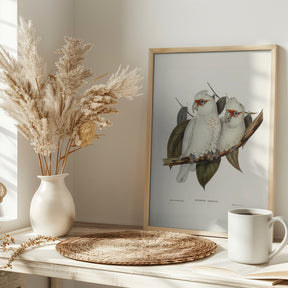 Long Billed Cockatoo Poster