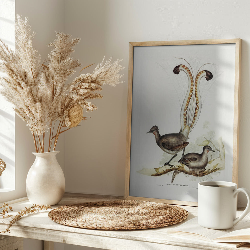 Lyre Bird Poster