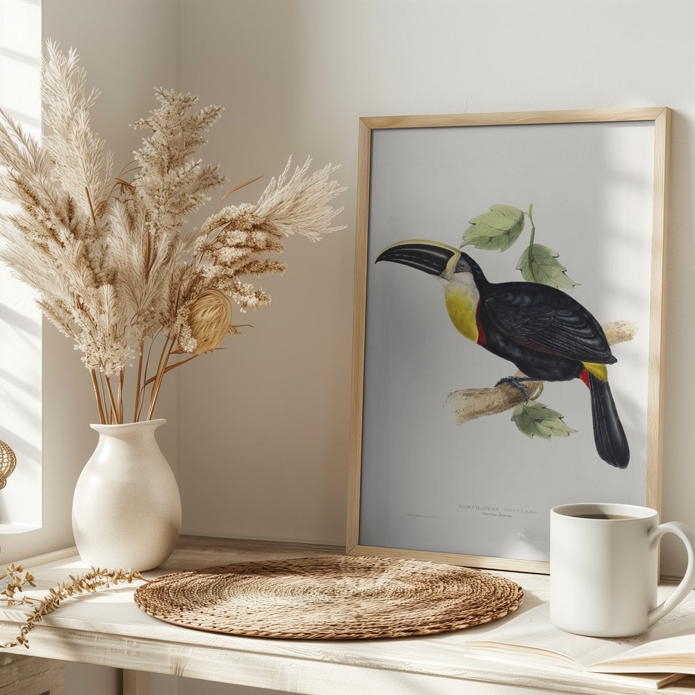 Osculant Toucan Poster