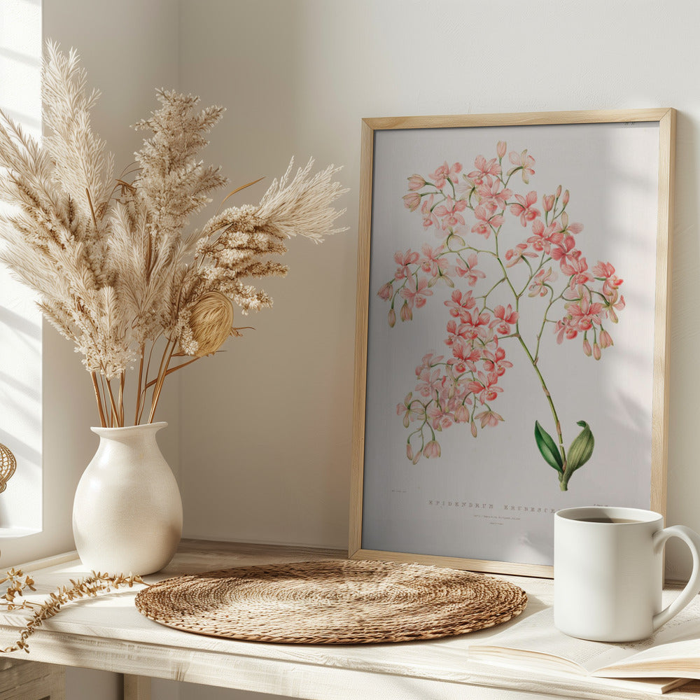 Epidendrum Rosa Poster