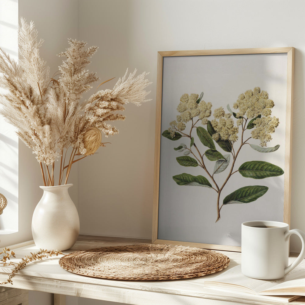 Kumarahou Drawn By Sarah Featon (1848–1927 Poster