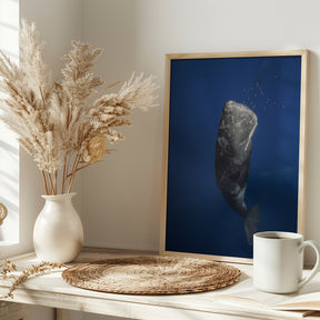 Candle sperm whale Poster