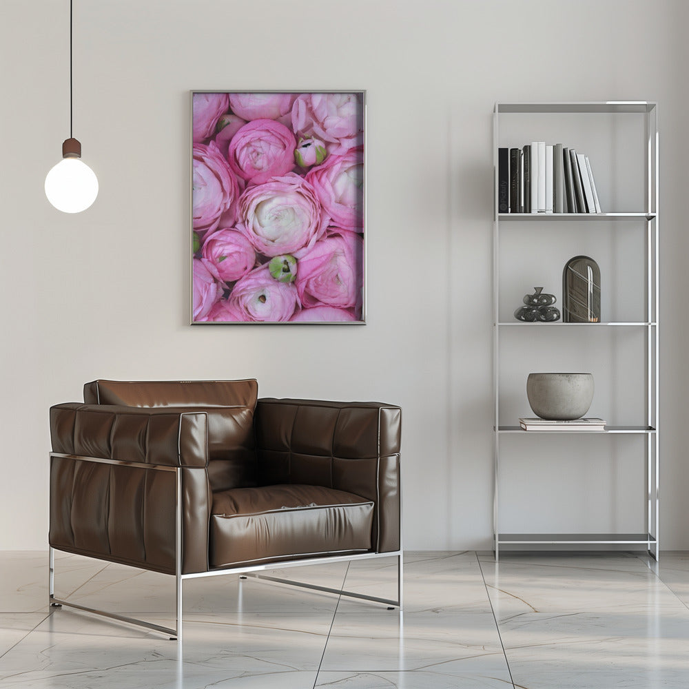 Pink ranunculus Poster