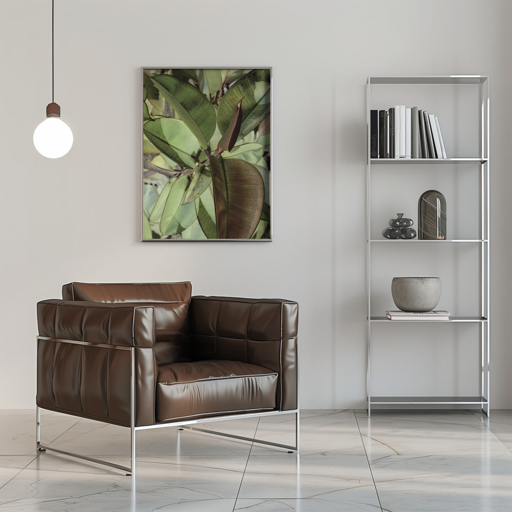 Ficus Elastica Poster