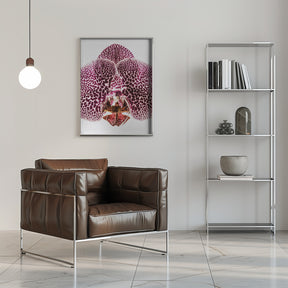 Leopard Orchid Poster