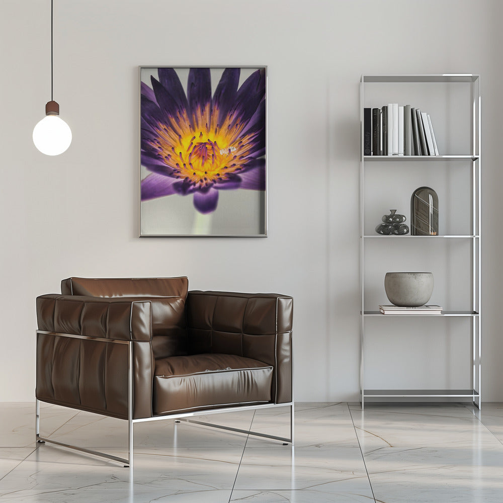 Water Lilly Poster