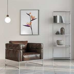 Bird of paradise in black Poster