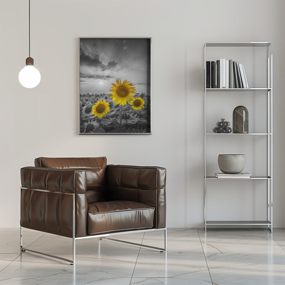 Yellow pop sunflowers Poster