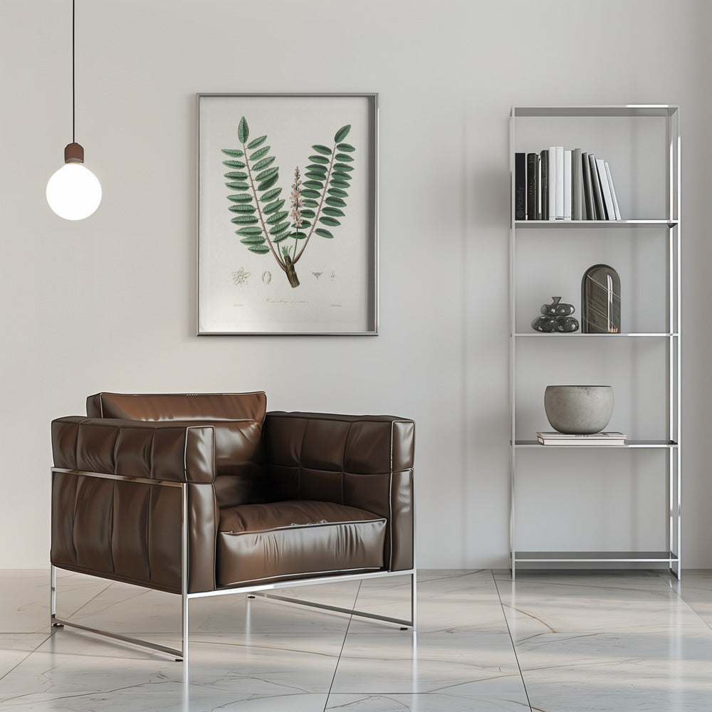 Boswellia Serrata Medical Botany Poster