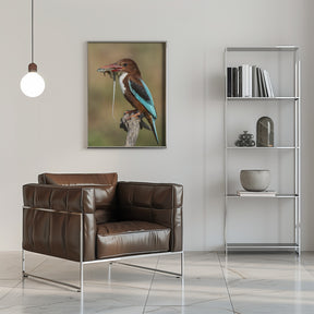 White-throated kingfisher AZ Poster