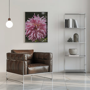 Light Pink Dhalia Poster