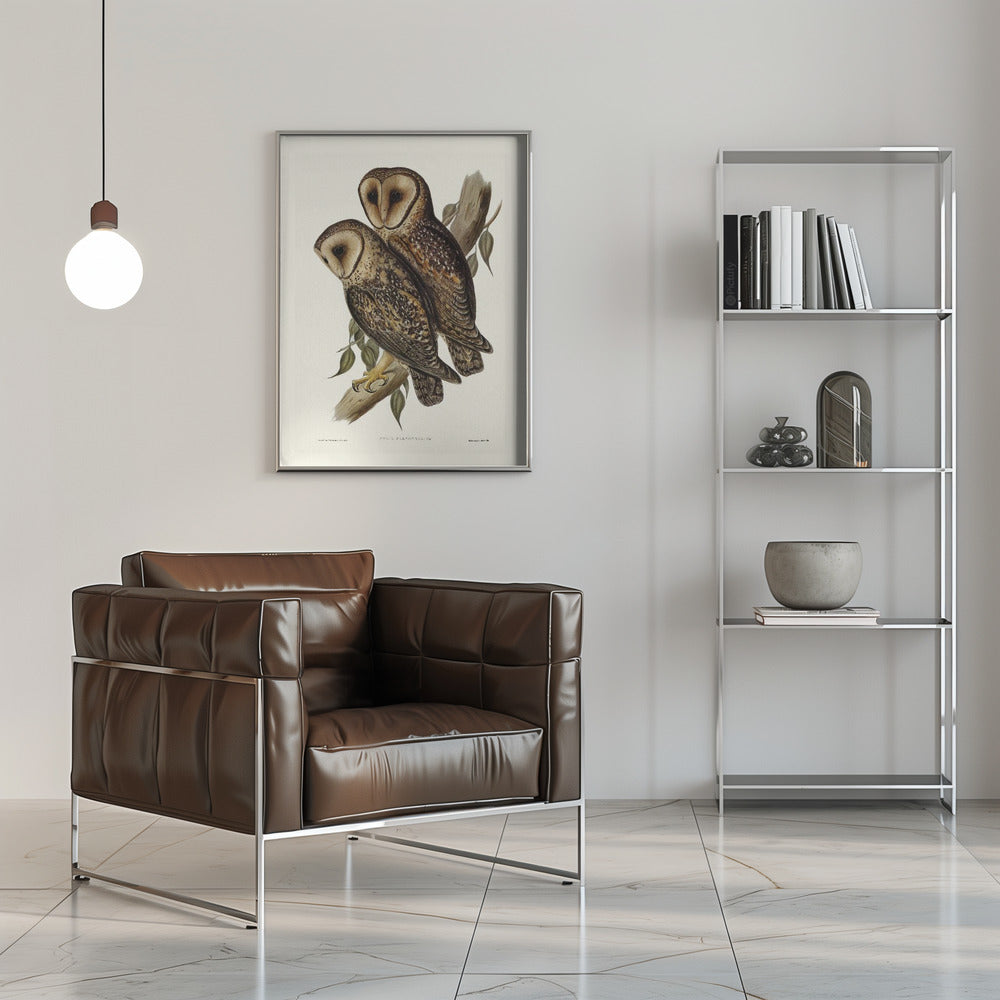 Masked Barn Owl Poster